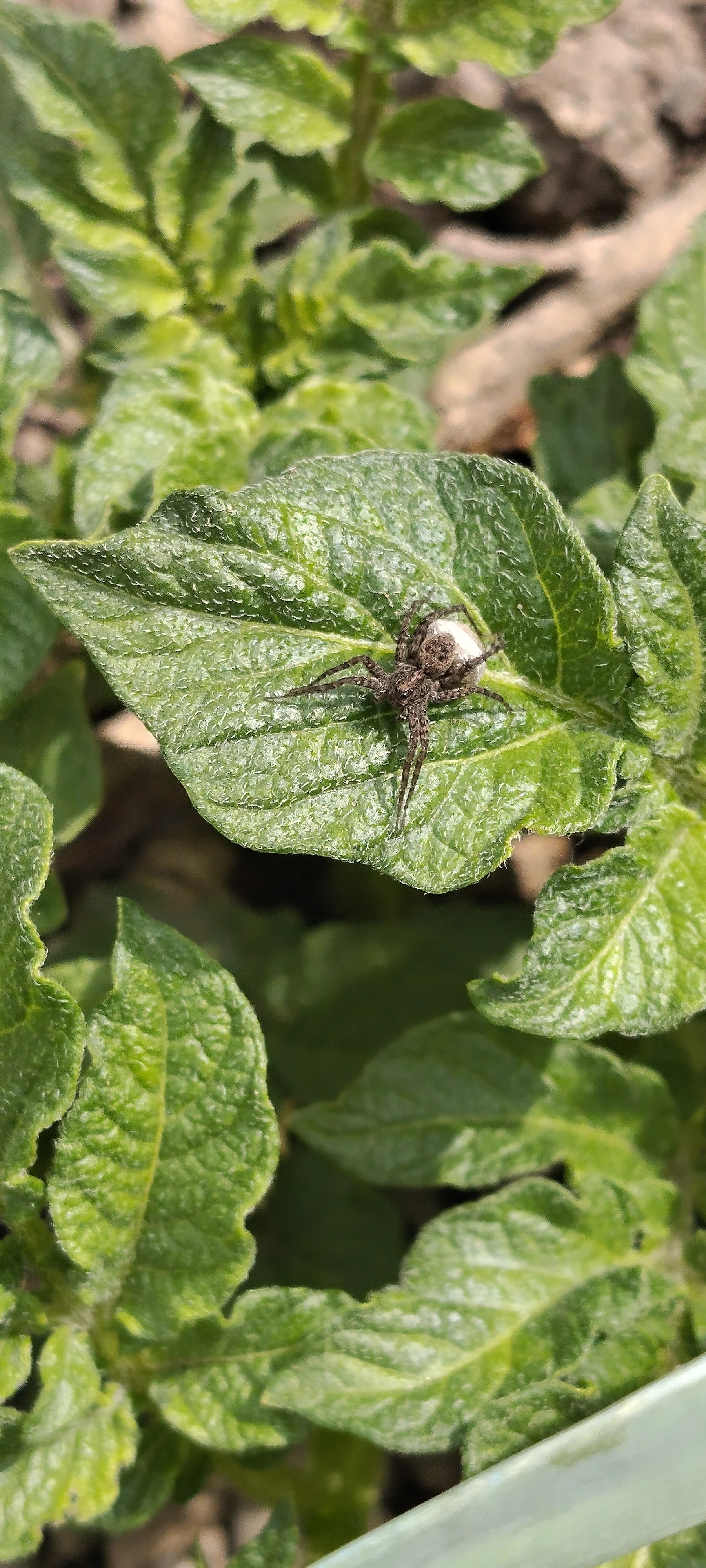 20250521 spinne