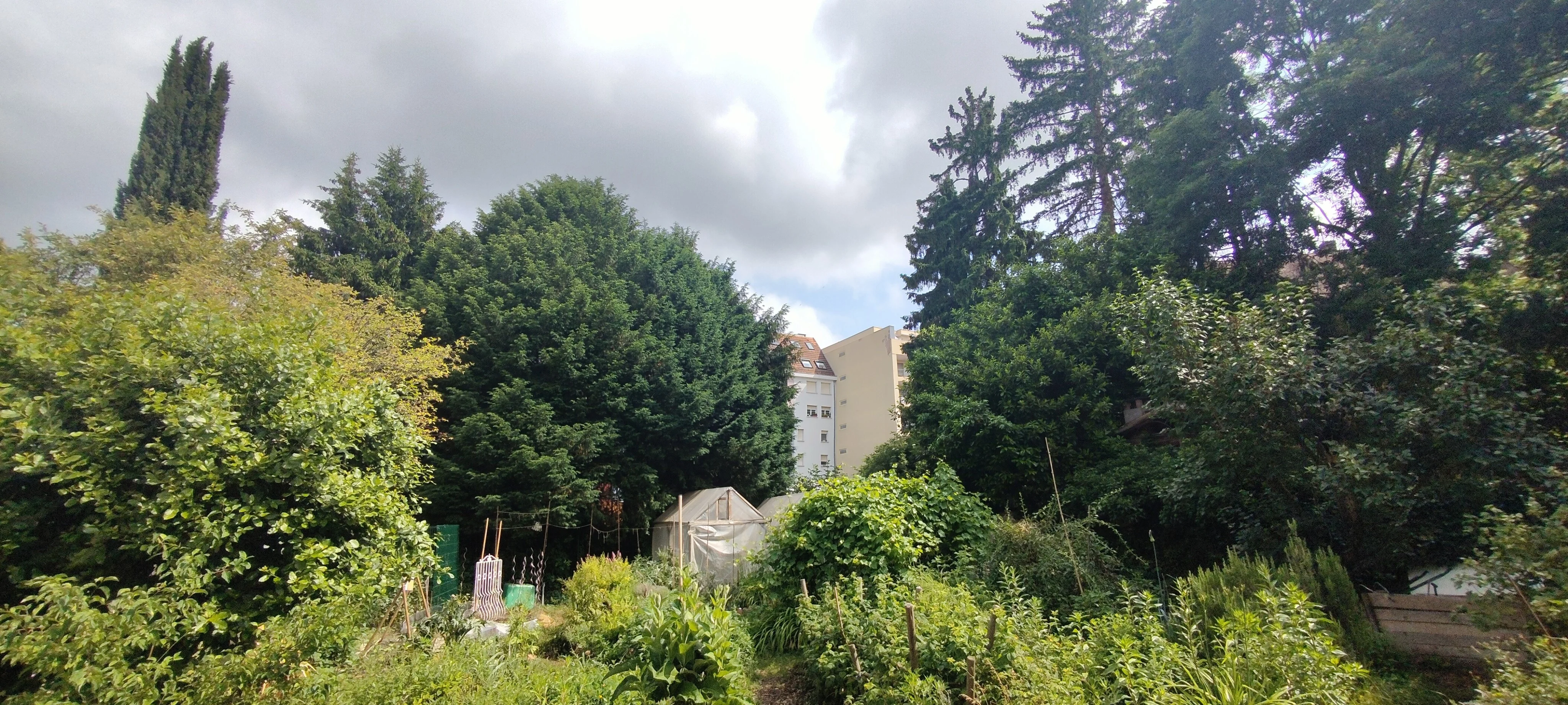 20250603 autre vue jardin