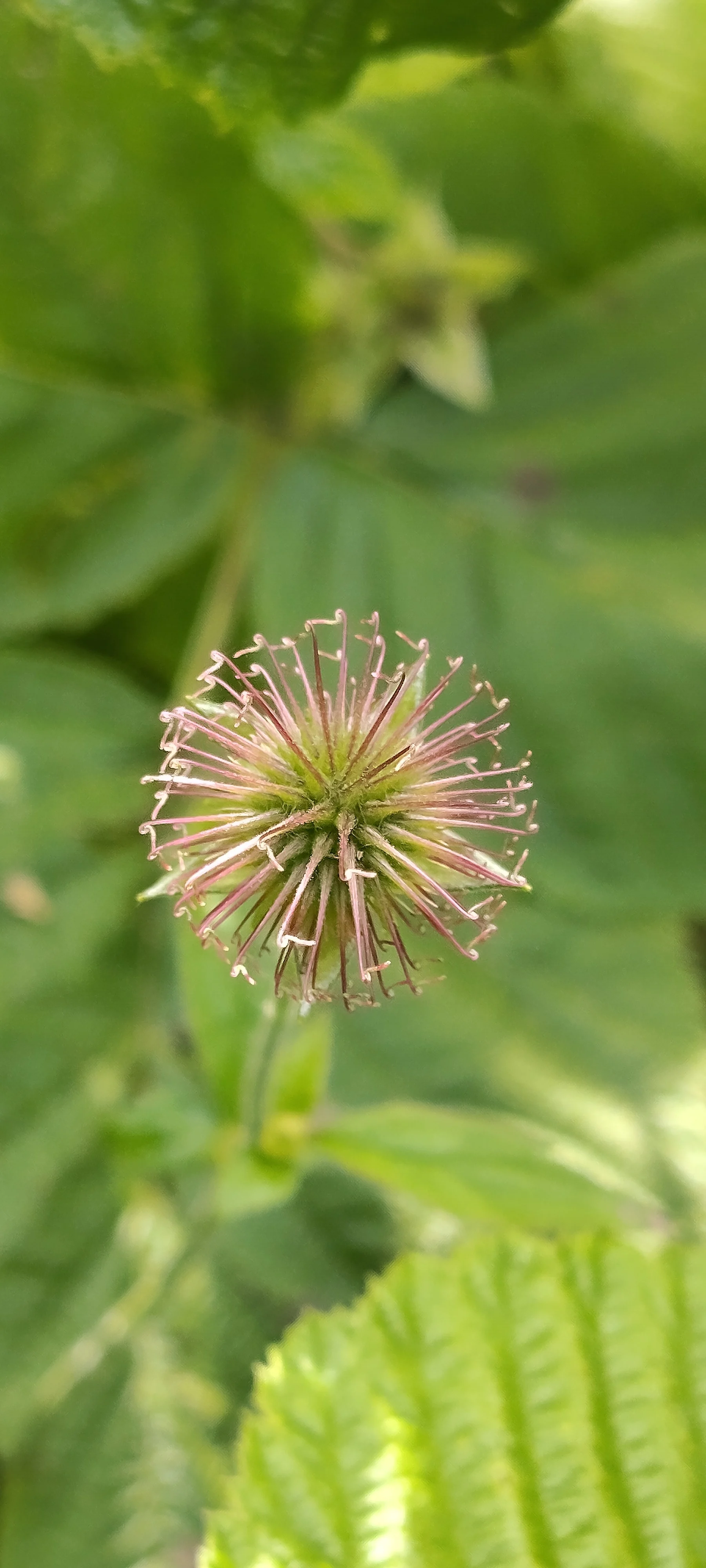 20250603 fleur renoncule