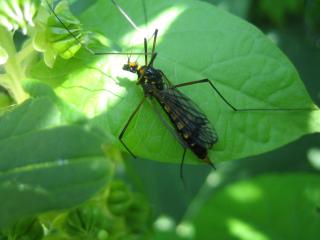 Les insectes surpris au jardin