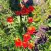 Bouquet de tulipes rouges