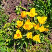 Bouquet de tulipes jaunes