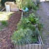 Herbes aromatiques en bacs-potagers surélevés