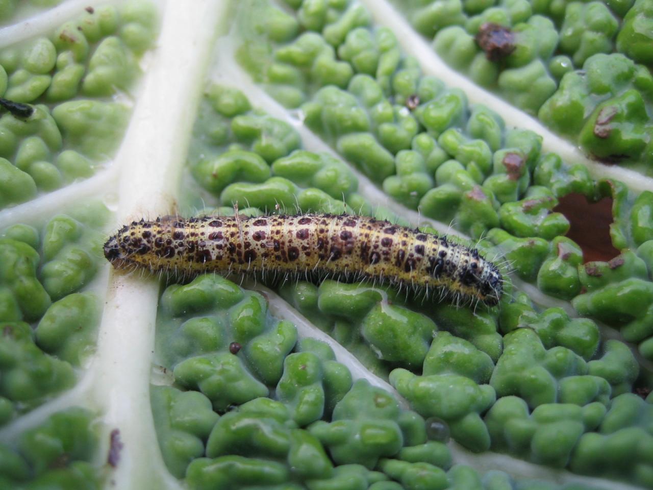 Chenille pieris brassicae