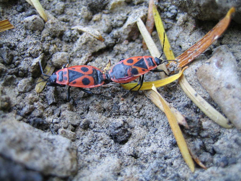 Pyrrhocoris apterus