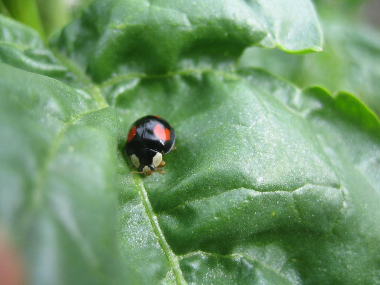 Coccinelle