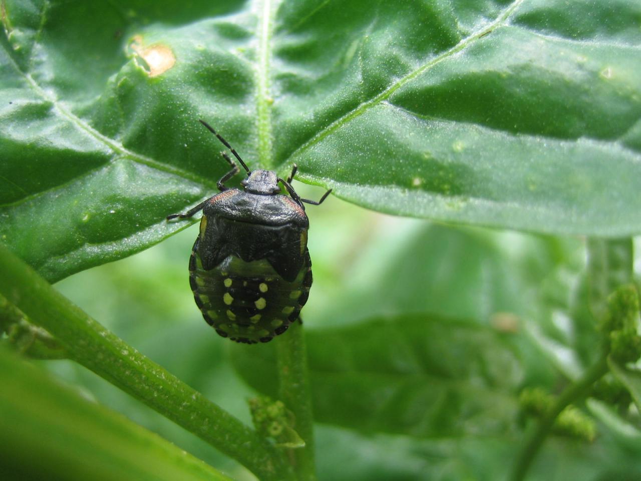 Punaise à pois