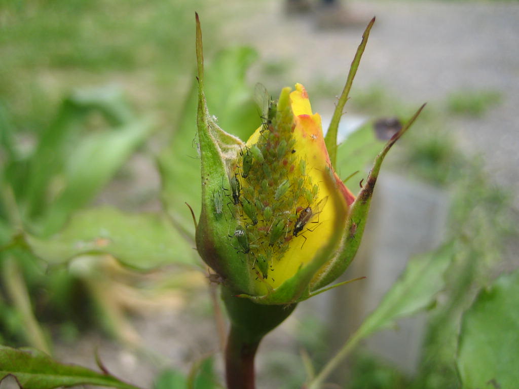 Pucerons verts du rosier