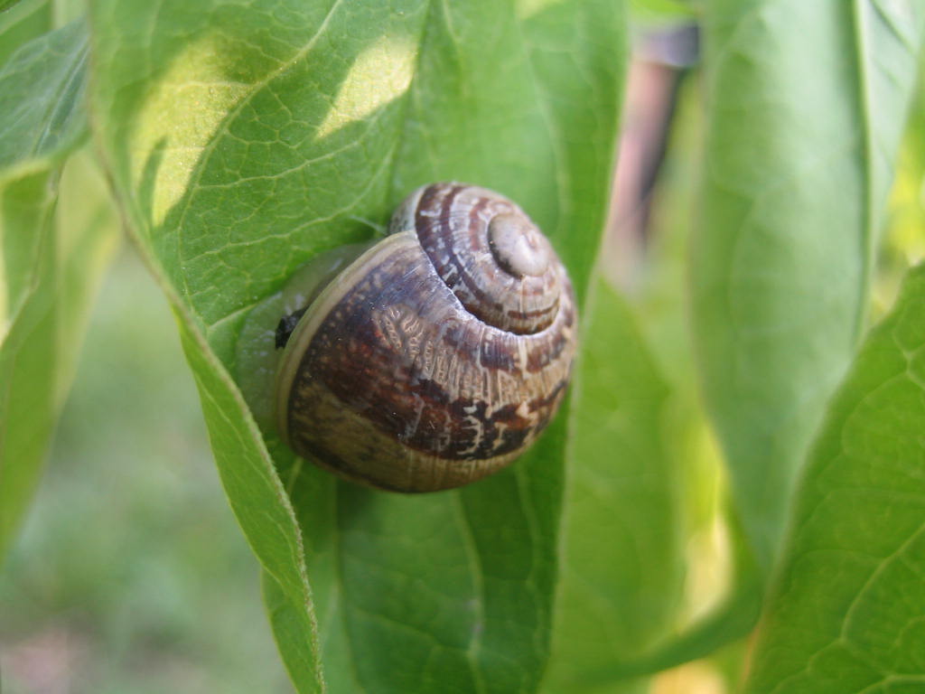 Dodo petit escargot