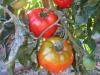 Tomates septembre 2013