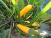 Courgettes septembre 2013