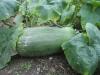 Une courge en 2012