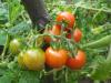 Tomates cerise en 2012