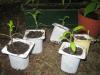 Plants de tomates divers Kokopelli